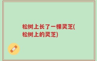 松树上长了一棵灵芝(松树上的灵芝)