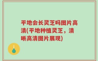 平地会长灵芝吗图片高清(平地种植灵芝，清晰高清图片展现)