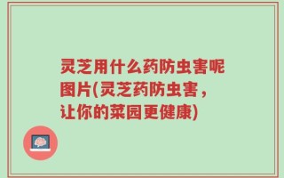 灵芝用什么药防虫害呢图片(灵芝药防虫害，让你的菜园更健康)
