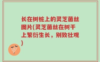 长在树桩上的灵芝菌丝图片(灵芝菌丝在树干上繁衍生长，别致壮观)