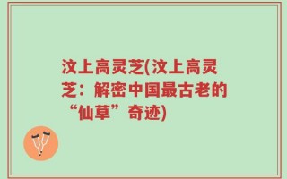 汶上高灵芝(汶上高灵芝：解密中国最古老的“仙草”奇迹)