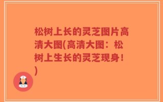 松树上长的灵芝图片高清大图(高清大图：松树上生长的灵芝现身！)
