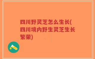 四川野灵芝怎么生长(四川境内野生灵芝生长繁荣)