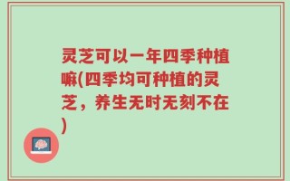 灵芝可以一年四季种植嘛(四季均可种植的灵芝，养生无时无刻不在)