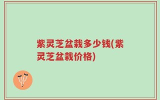 紫灵芝盆栽多少钱(紫灵芝盆栽价格)