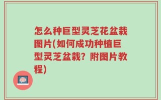 怎么种巨型灵芝花盆栽图片(如何成功种植巨型灵芝盆栽？附图片教程)