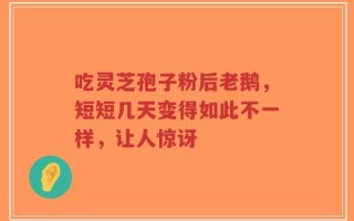 吃灵芝孢子粉后老鹅，短短几天变得如此不一样，让人惊讶