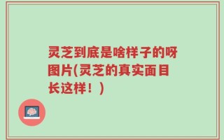 灵芝到底是啥样子的呀图片(灵芝的真实面目长这样！)