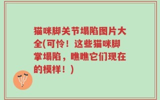 猫咪脚关节塌陷图片大全(可怜！这些猫咪脚掌塌陷，瞧瞧它们现在的模样！)