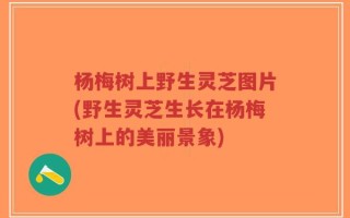 杨梅树上野生灵芝图片(野生灵芝生长在杨梅树上的美丽景象)