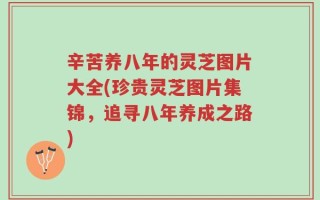 辛苦养八年的灵芝图片大全(珍贵灵芝图片集锦，追寻八年养成之路)