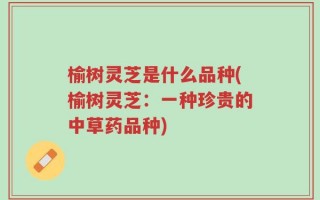 榆树灵芝是什么品种(榆树灵芝：一种珍贵的中草药品种)
