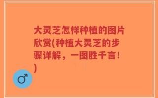 大灵芝怎样种植的图片欣赏(种植大灵芝的步骤详解，一图胜千言！)