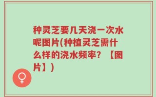 种灵芝要几天浇一次水呢图片(种植灵芝需什么样的浇水频率？【图片】)