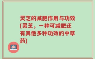 灵芝的减肥作用与功效(灵芝，一种可减肥还有其他多种功效的中草药)