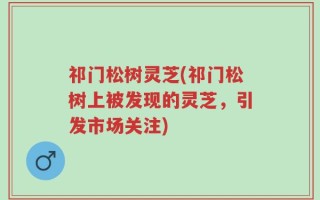 祁门松树灵芝(祁门松树上被发现的灵芝，引发市场关注)