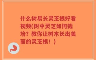 什么树易长灵芝根好看视频(树中灵芝如何栽培？教你让树木长出美丽的灵芝根！)