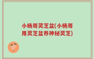 小杨哥灵芝盆(小杨哥用灵芝盆养神秘灵芝)