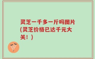 灵芝一千多一斤吗图片(灵芝价格已达千元大关！)