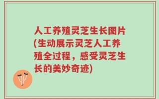 人工养殖灵芝生长图片(生动展示灵芝人工养殖全过程，感受灵芝生长的美妙奇迹)