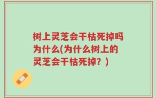 树上灵芝会干枯死掉吗为什么(为什么树上的灵芝会干枯死掉？)
