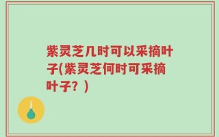 紫灵芝几时可以采摘叶子(紫灵芝何时可采摘叶子？)