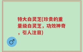 特大白灵芝(珍贵的重量级白灵芝，功效神奇，引人注目)