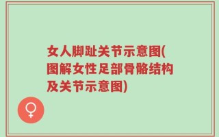 女人脚趾关节示意图(图解女性足部骨骼结构及关节示意图)