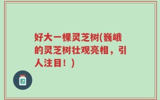 好大一棵灵芝树(巍峨的灵芝树壮观亮相，引人注目！)