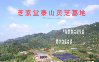 人工种植灵芝孢子粉品质怎么样？和野生的差多少？