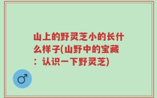 山上的野灵芝小的长什么样子(山野中的宝藏：认识一下野灵芝)