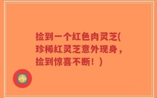 捡到一个红色肉灵芝(珍稀红灵芝意外现身，捡到惊喜不断！)