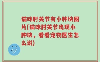 猫咪肘关节有小肿块图片(猫咪肘关节出现小肿块，看看宠物医生怎么说)