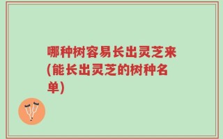 哪种树容易长出灵芝来(能长出灵芝的树种名单)
