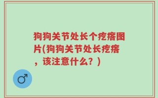 狗狗关节处长个疙瘩图片(狗狗关节处长疙瘩，该注意什么？)