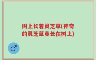 树上长着灵芝草(神奇的灵芝草竟长在树上)