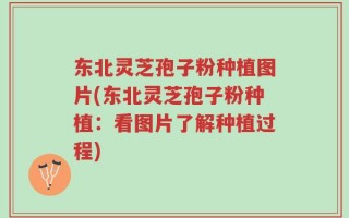 东北灵芝孢子粉种植图片(东北灵芝孢子粉种植：看图片了解种植过程)