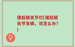 猪后腿关节烂(猪后腿关节生病，该怎么办？)