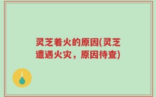 灵芝着火的原因(灵芝遭遇火灾，原因待查)