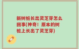 新树桩长出灵芝芽怎么回事(神奇！原本的树桩上长出了灵芝芽)