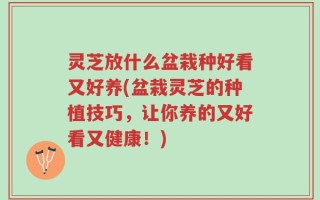 灵芝放什么盆栽种好看又好养(盆栽灵芝的种植技巧，让你养的又好看又健康！)