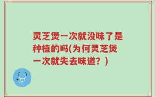 灵芝煲一次就没味了是种植的吗(为何灵芝煲一次就失去味道？)