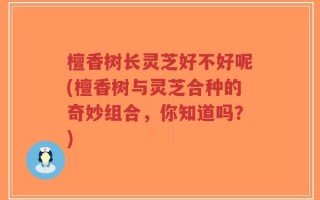 檀香树长灵芝好不好呢(檀香树与灵芝合种的奇妙组合，你知道吗？)