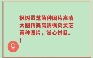 枫树灵芝菌种图片高清大图精美高清枫树灵芝菌种图片，赏心悦目。)