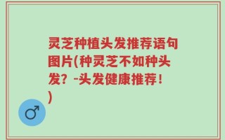 灵芝种植头发推荐语句图片(种灵芝不如种头发？-头发健康推荐！)