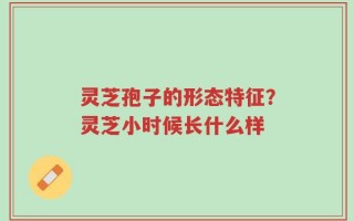灵芝孢子的形态特征？灵芝小时候长什么样