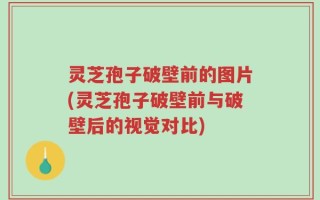 灵芝孢子破壁前的图片(灵芝孢子破壁前与破壁后的视觉对比)