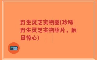 野生灵芝实物图(珍稀野生灵芝实物照片，触目惊心)