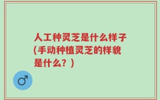 人工种灵芝是什么样子(手动种植灵芝的样貌是什么？)