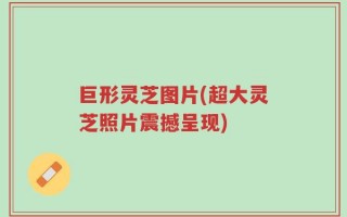 巨形灵芝图片(超大灵芝照片震撼呈现)